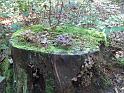 2011-10-02, Pilze (6)